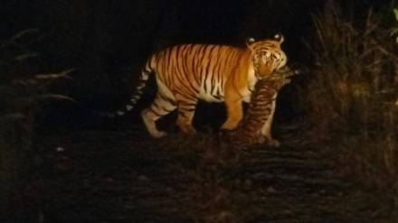 forest guard said that tigress t-65 picked up body of the young calf by its tail pench tiger reserve nagpur forest guard said that tigress t-65 picked up body of the young calf by its tail pench tiger reserve nagpur