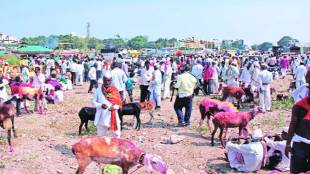 cattle market in the mhasa yatra in murbad taluka thane