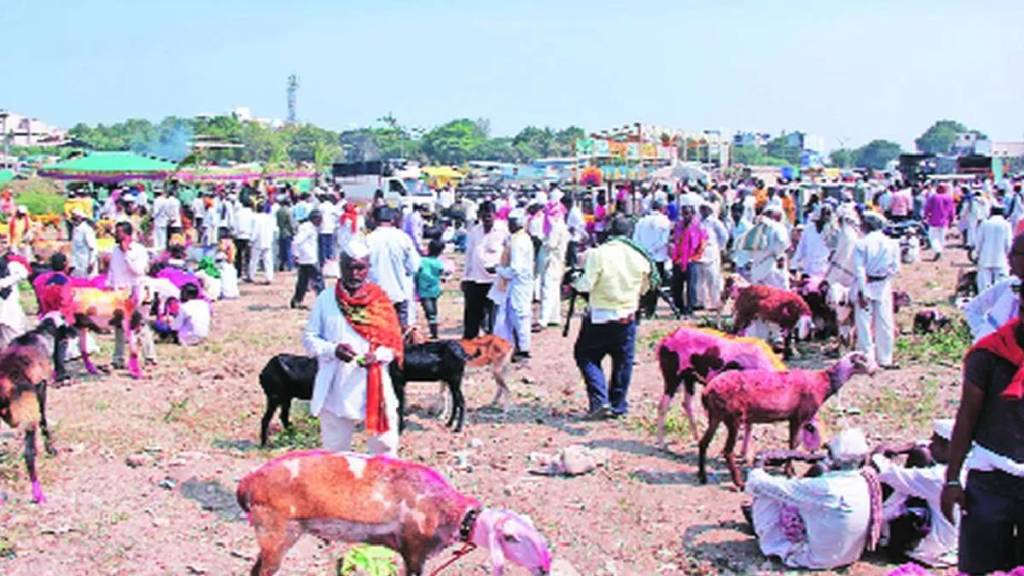 cattle market in the mhasa yatra in murbad taluka thane