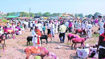 cattle market in the mhasa yatra in murbad taluka thane