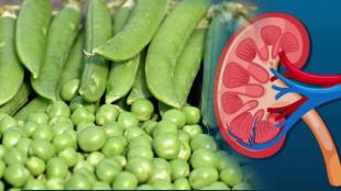 Eating Green Peas Cause Kidney Failure How To Know If Uric Acid Increased in Body Symptoms in Legs