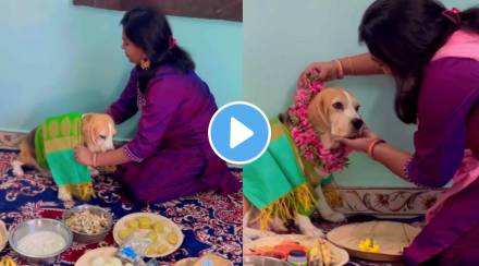Cute viral Video women arrange baby shower for her pet dog this sweet gesture wins internet has 5 million views