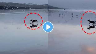 Dog gets punishment for chasing birds and causing trouble for them at seashore viral video will make you laugh