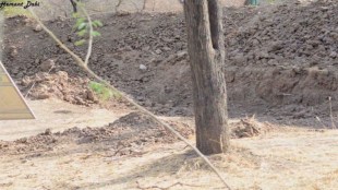 Optical illusion Can you spot hidden leopard in this viral photo take a challenge