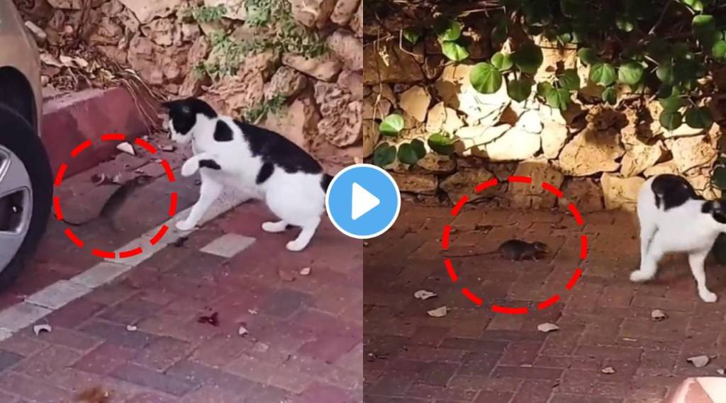 Real Life Tom and jerry cat and mouse fight video goes viral