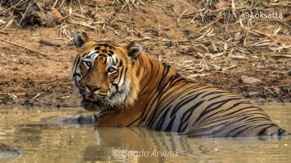 Rudra Tiger Information Photos