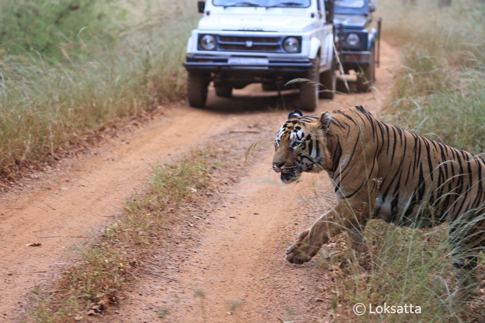 Rudra Tiger Information Photos
