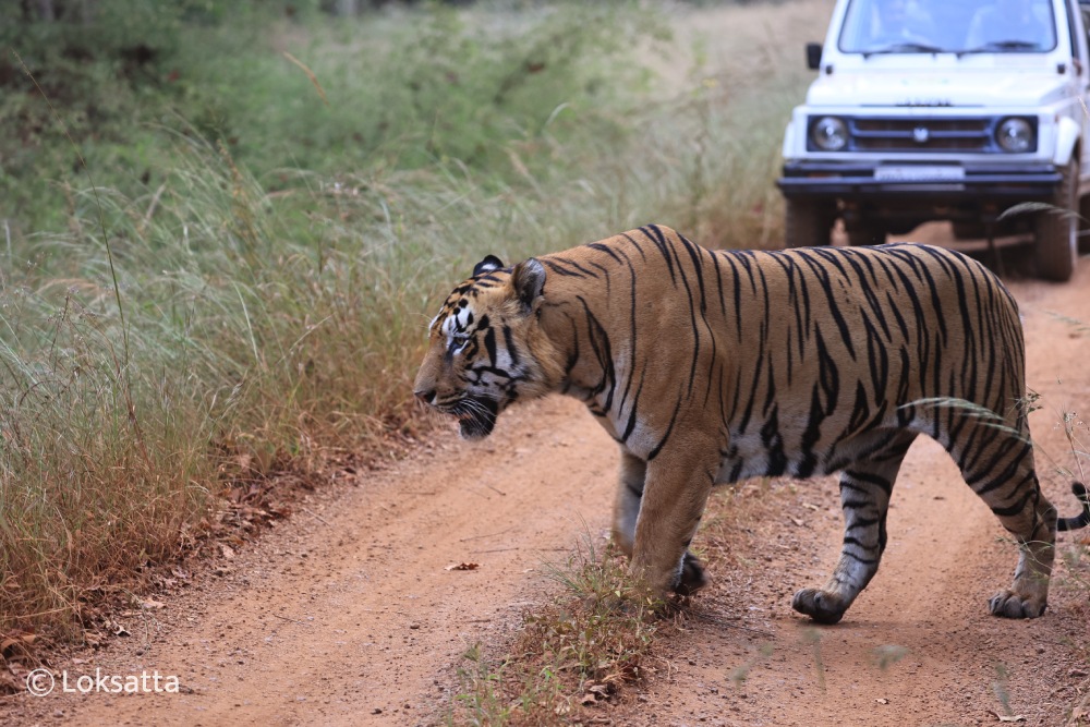 Rudra Tiger Information Photos