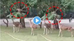 ‘एकमेका साहाय्य करू…’; माकडाची ‘ती’ कृती पाहून नेटकरी झाले अवाक; पाहा Viral Video