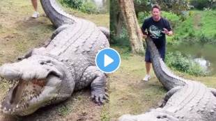 Viral Video Man tries to pull the tail of a huge crocodile see what happens next