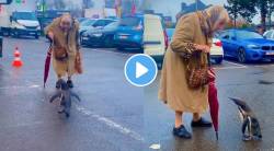 Viral: चक्क पार्किंगमध्ये आले पेंग्विन; वृद्ध महिलेजवळ जात काय केले एकदा पाहाच