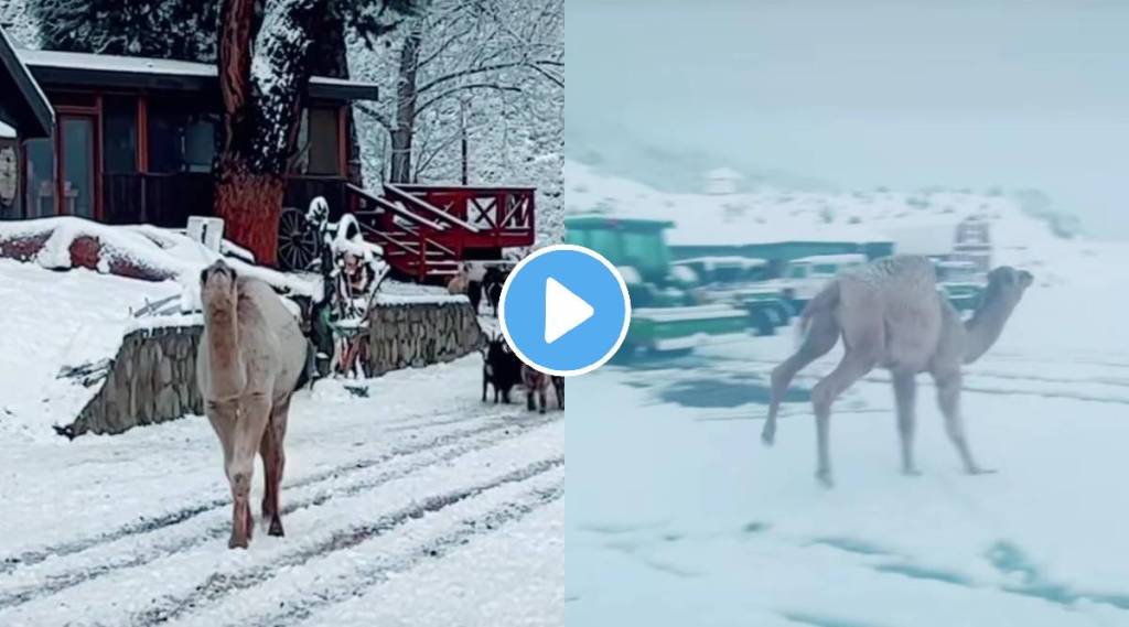 Viral video camel goes in Snowy region for the first time his reaction wins internet Viral video camel goes in Snowy region for the first time his reaction wins internet