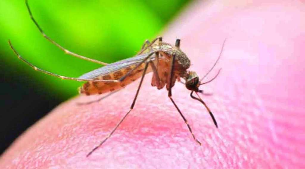 पुण्यात आढळला झिका विषाणूचा रुग्ण; ६७ वर्षीय व्यक्तीला बाधा