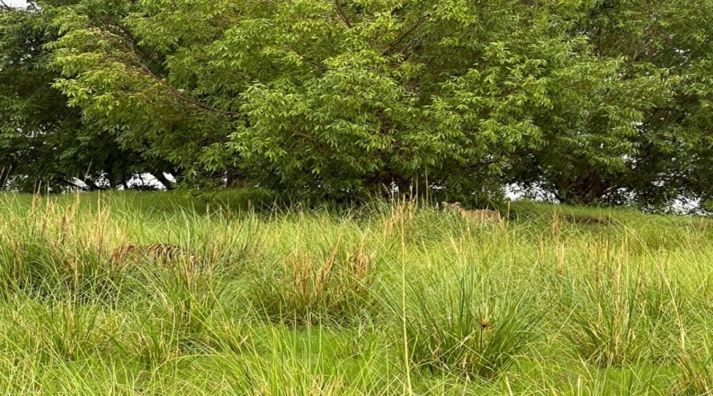 Can you spot hidden tigers in this viral photo take a challenge