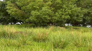Can you spot hidden tigers in this viral photo take a challenge