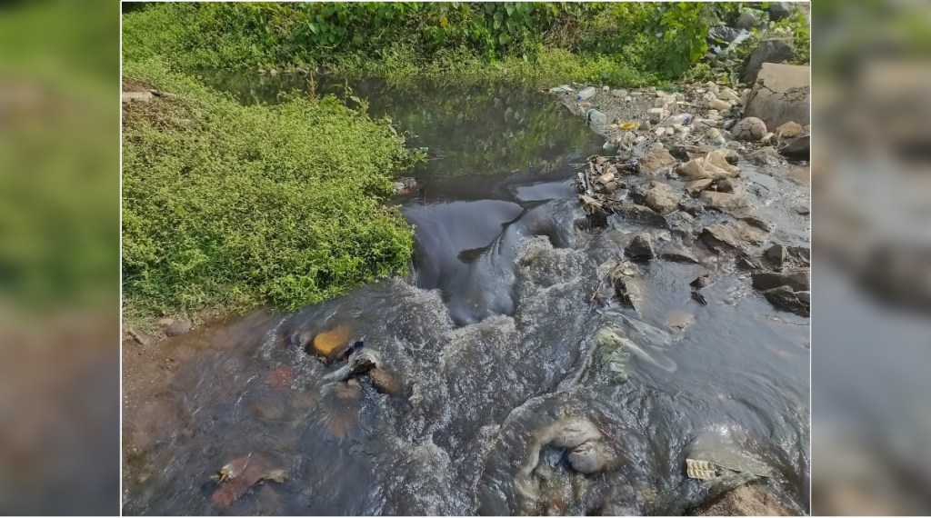 Due to the black water in the drain Pirwadi shore turned black navi mumbai Due to the black water in the drain Pirwadi shore turned black navi mumbai
