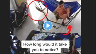 big snake viral video on instagram