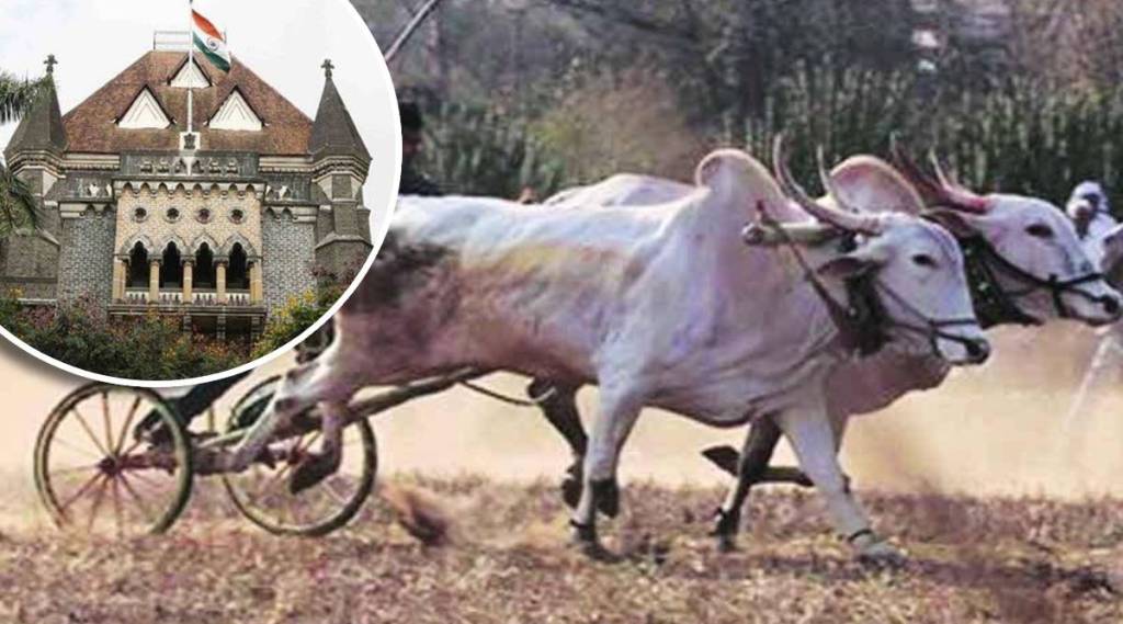bull cart race high court