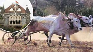 bull cart race high court