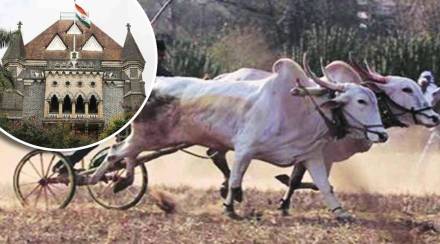 bull cart race high court