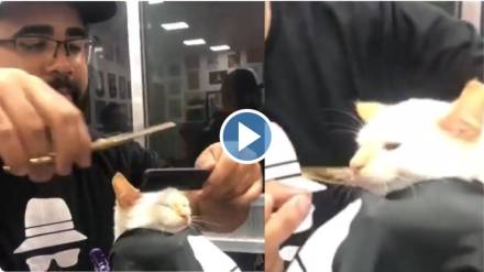 Cute Cat Viral Video