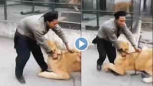 Lion Attack on man