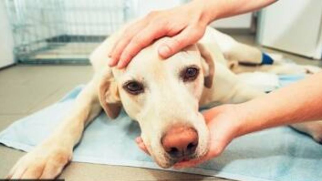 Viral Dog Story