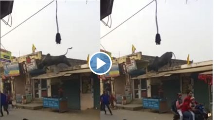 Trending video angry bull