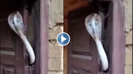 Snake shocked video