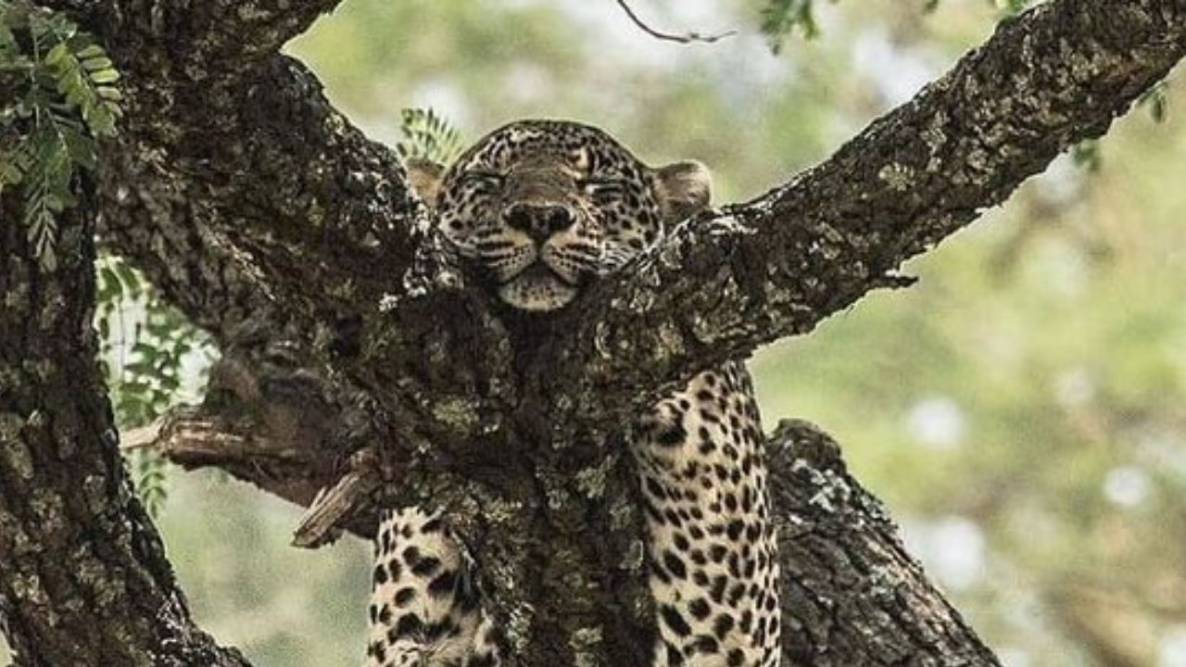 If you have never seen such a tired leopard the photo shared by an IFS ...
