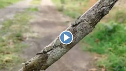 Hidden insect viral video