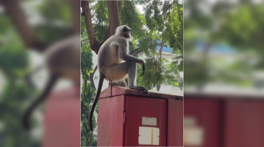 One person seriously injured in monkey attack in Andheri One person seriously injured in monkey attack in Andheri