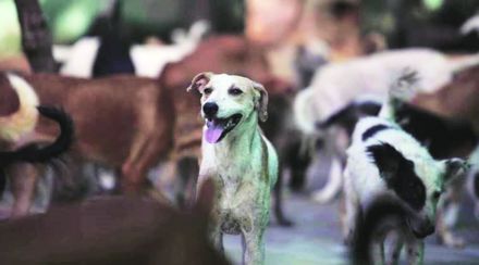 सोयरे सहचर: माणसालाच ‘पाळणारी’ जमात! ‘‘मांजर, कुत्रा, ससा, घोडा, गाय.. हे सगळे मी