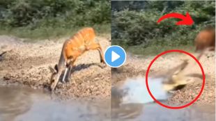 crocodile attacked viral video