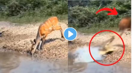 crocodile attacked viral video