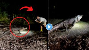crocodile viral video