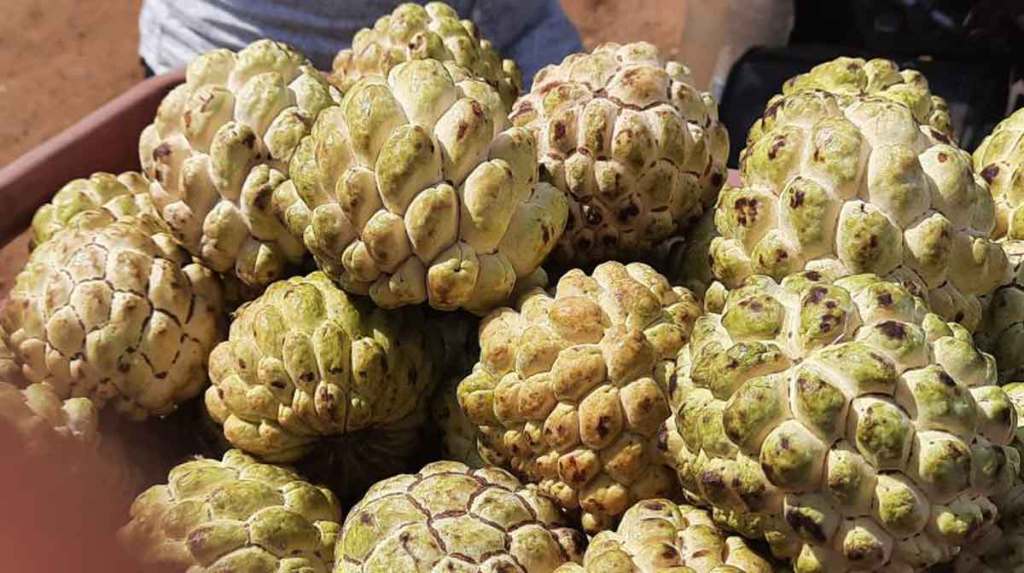 (संग्रहित छायाचित्र) फोटो-लोकसत्ता (संग्रहित छायाचित्र) फोटो-लोकसत्ता