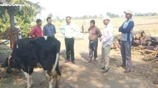 99 percent Lumpy vaccination completed in Nashik district