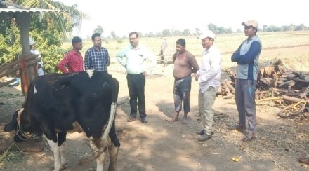 99 percent Lumpy vaccination completed in Nashik district