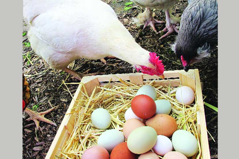 chicken or egg what came first