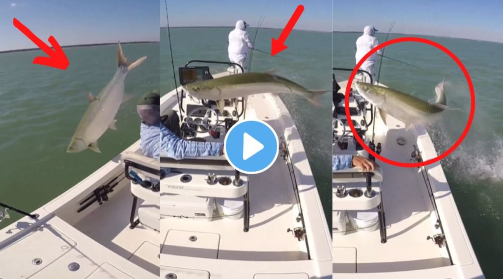 fish jumps over boat viral video fish jumps over boat viral video