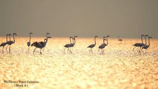 flamingo flock viral video on twitter
