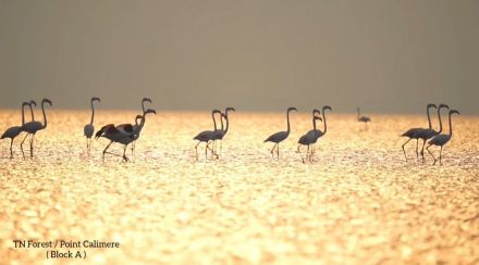 flamingo flock viral video on twitter