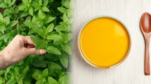 Consume Ayurvedic herbs with ghee