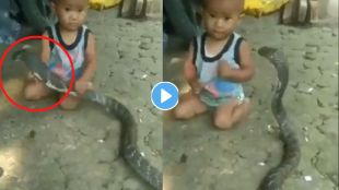 king cobra viral video