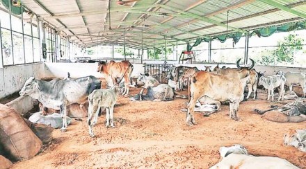 28 thousand animals died due lumpy disease 28 thousand animals died due lumpy disease