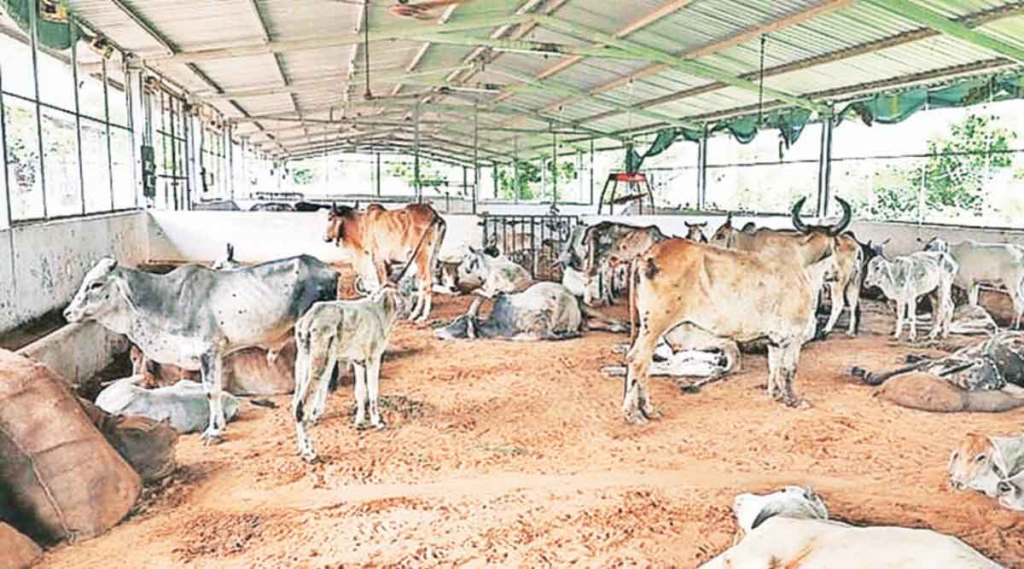 28 thousand animals died due lumpy disease