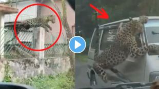 leopard attacked on car viral video