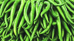 Increase in green chilli price in APMC wholesale market