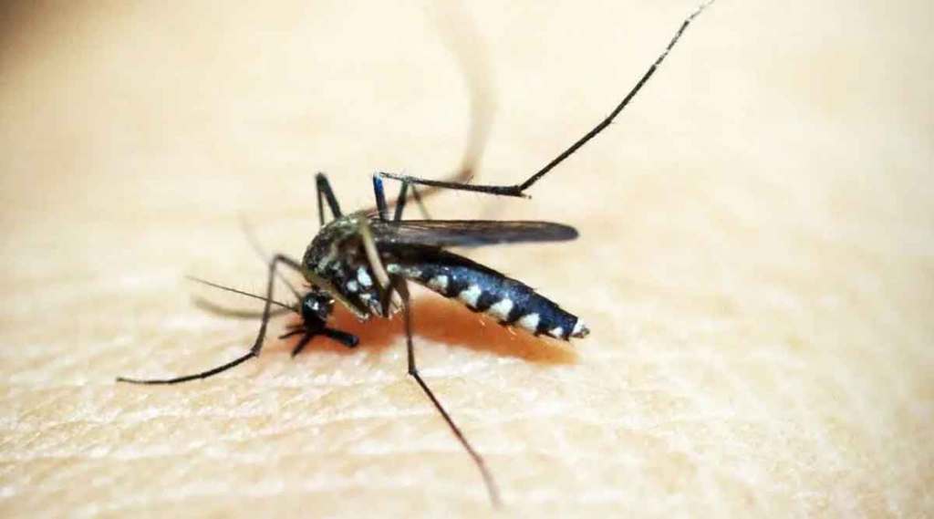 फोटो : लोकसत्ता फोटो : लोकसत्ता